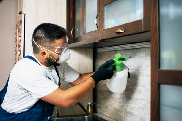 Best Wasp Removal Services  in Chino, CA