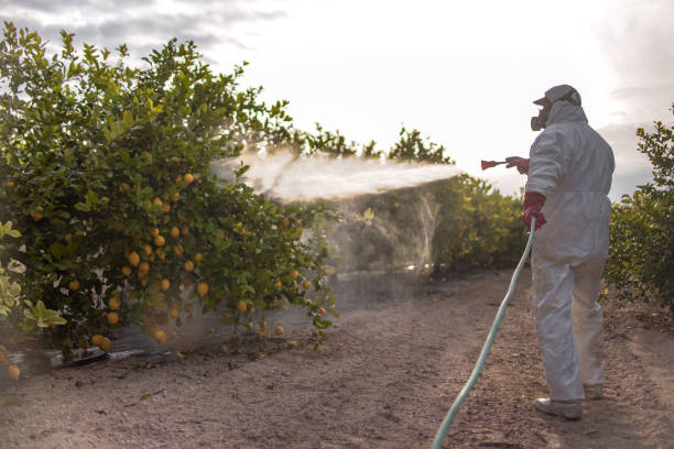 Best Pest Inspection Near Me  in Chino, CA