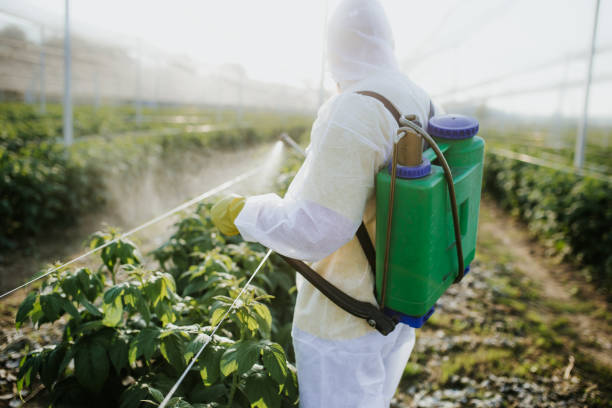Best Rat Extermination Near Me  in Chino, CA